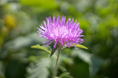Close-up of pink thistle flower