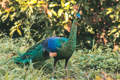 Peacocks walk