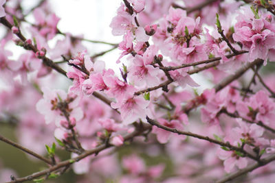 Close-up of pink cherry blossoms in spring