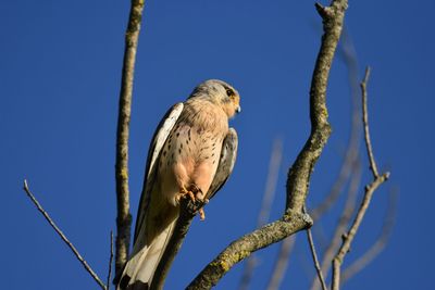 Low angle view of bird perching on branch against blue sky