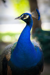 Close-up of peacock