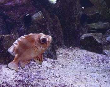 Close-up of fish swimming in aquarium