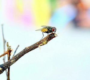 Close-up of insect perching on leaf