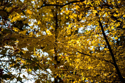 Low angle view of yellow maple leaves on tree