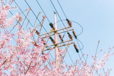 Low angle view of pink flowering plant against sky