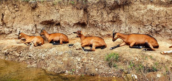 High angle view of horses on field