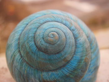 Close-up of snail