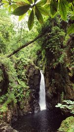 Scenic view of waterfall in forest