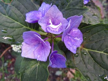 Close-up of wet purple flower