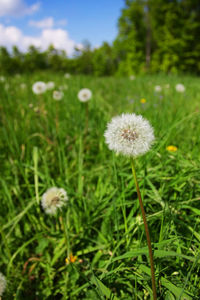 Close-up of dandelion flowers in field