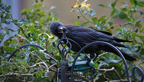 Juvennile jackdaw begging for food from the adult birds