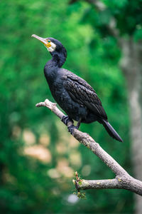 Black sea bird sitting on a branch