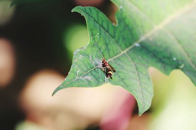 Close-up of insect on leaf