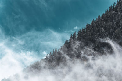 Low angle view of trees against sky