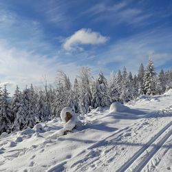 Ski slope through black forest in winter.