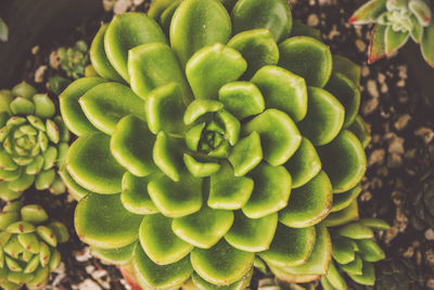 Full frame shot of plants