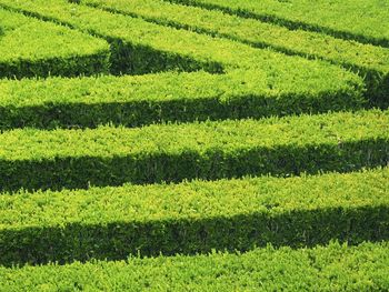 Scenic view of green landscape