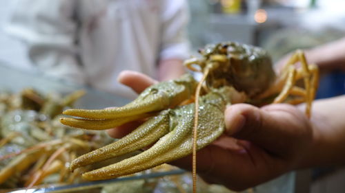 Close-up of man holding food