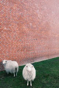 Sheep on grassy field against wall