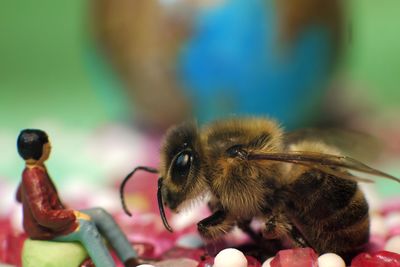 Close-up of honey bee by male figurine