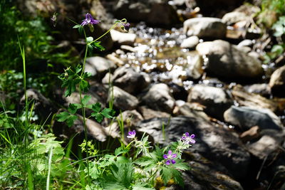 High angle view of purple flowering plant on field