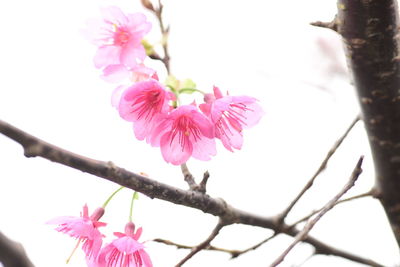 Low angle view of pink flowers on branch
