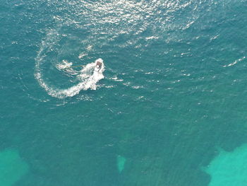 High angle view of turtle swimming in sea