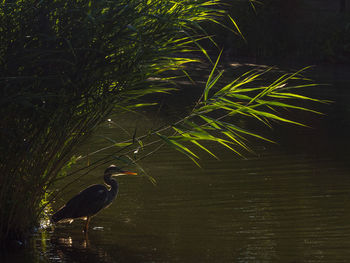 High angle view of heron in lake