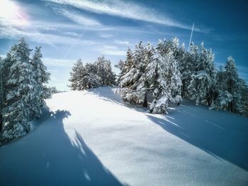 Snow covered road amidst trees against sky