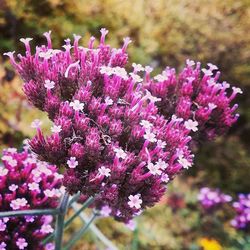 Close-up of pink flowers