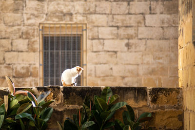 View of a bird against wall