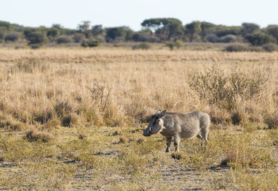 Warthog out on the plains in botswana, africa