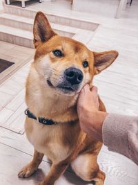 High angle portrait of dog with hands