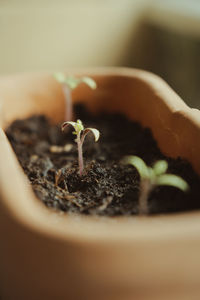 Close-up of fresh green plant in mud