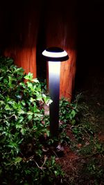 Illuminated lamp by plants at night