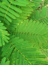 Full frame shot of wet tree leaves