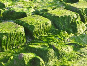 Stream flowing through rocks