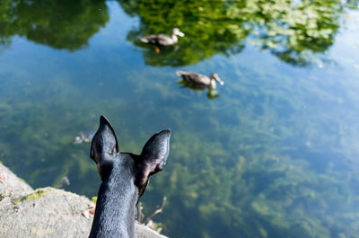 High angle view of dog looking at ducks swimming on lake