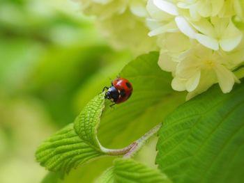 Close-up of ladybug on leaf