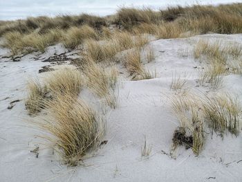 View of snow on land