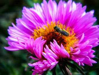 Close-up of honey bee pollinating on pink flower