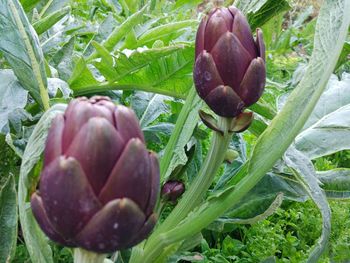 Close-up of plant