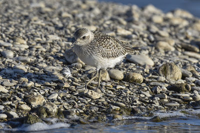 Close-up of bird perching on shore