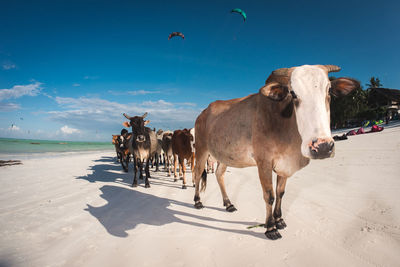 Cows at beach against blue sky
