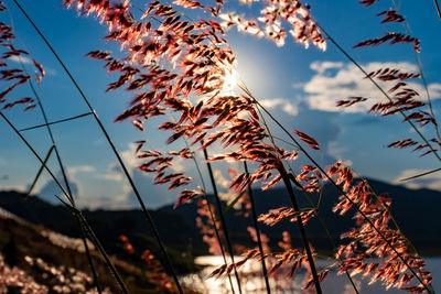 Low angle view of stalks in field against sky