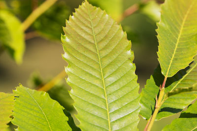 leaf