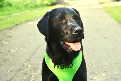 Close-up portrait of black dog