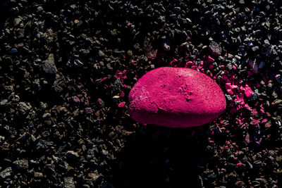 High angle view of pink rose on rock