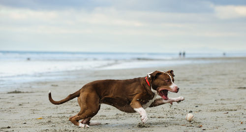 Dog on beach against sky