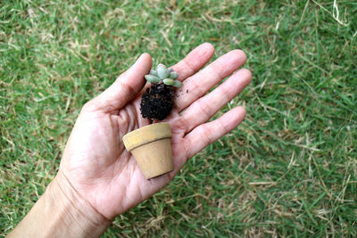 Close-up of hand holding tiny succulent pull out from its pot